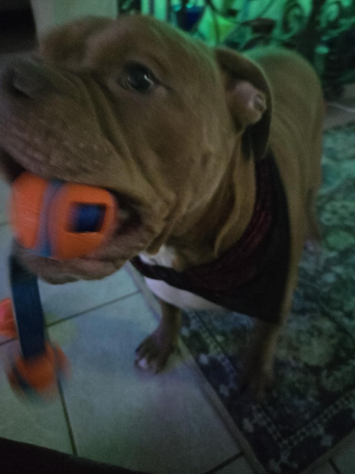 Chuckit! Ultra Duo Tug Toy, Small Indoor and Outdoor for Dogs 0-20 Pounds customer photo 1
