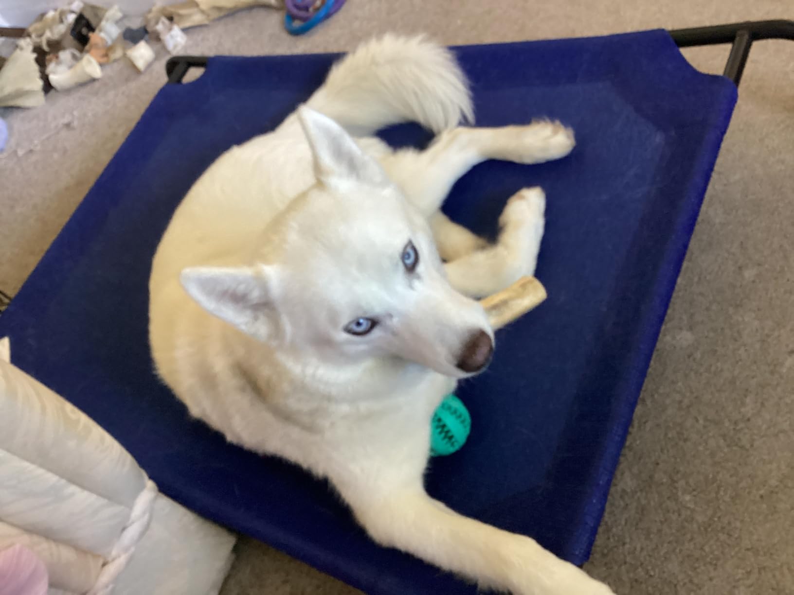 Coolaroo Original Elevated Dog Bed - Breathable Off-The-Ground Pet Bed with Cooling Fabric, Joint Relief & Moisture-Resistant Fabric, 100% Recyclable, Easy Clean, Nutmeg, Medium customer photo 1