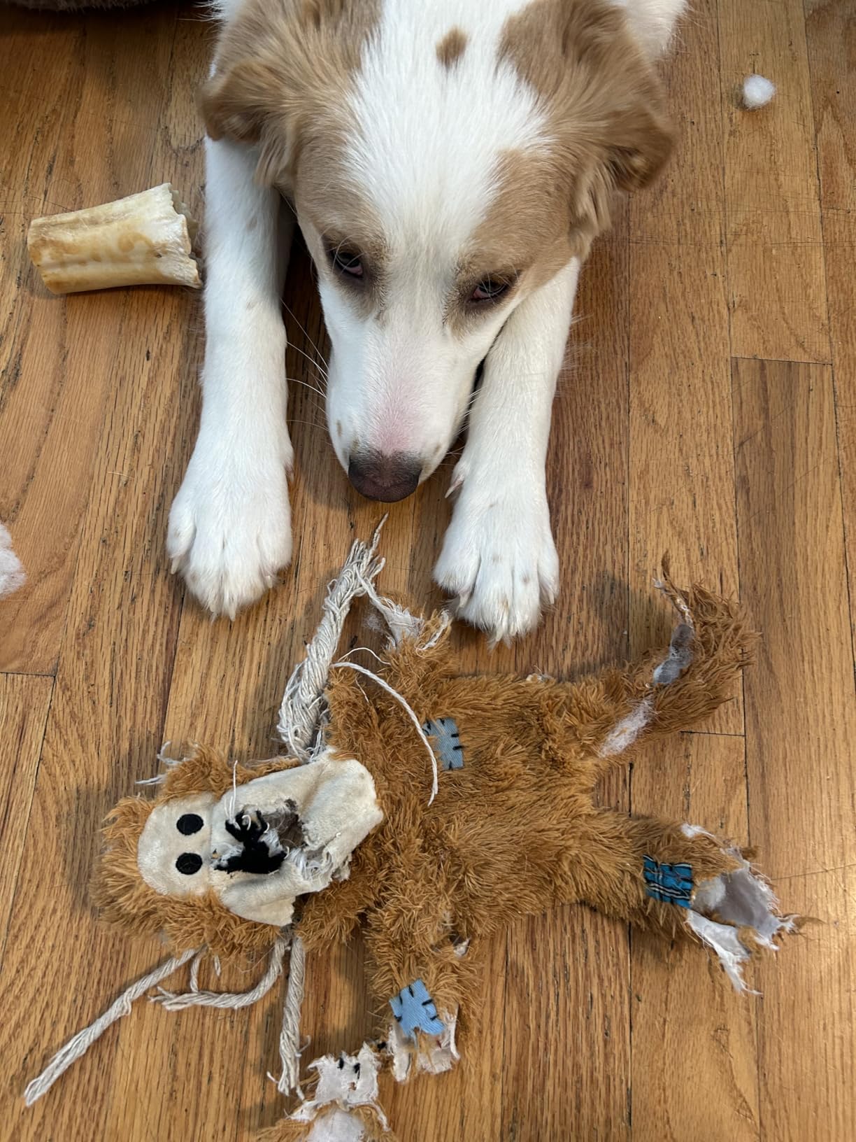 Kong Wild Knots Bear, Knotted Rope Plush Toy, for Medium/Large Dogs | Soft Plush Bear with Internal Knotted Ropes & Minimal Stuffing for Less Mess During Play, Color May Vary customer photo 1