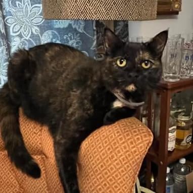 Seresto Cat Vet-Recommended Flea & Tick Treatment & Prevention Collar for Cats | 8 Months Protection customer photo 1