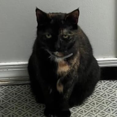 Seresto Cat Vet-Recommended Flea & Tick Treatment & Prevention Collar for Cats | 8 Months Protection customer photo 2
