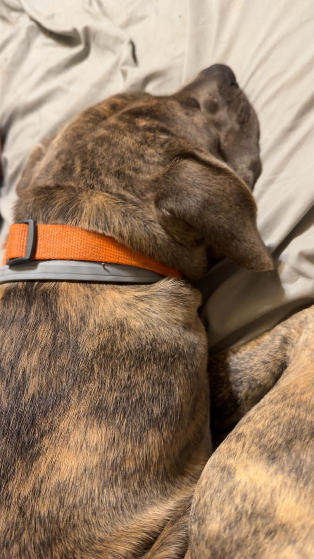 Seresto Flea & Tick Collar For Dogs Over 18 lbs., Treatment & Prevention, Vet-Recommend, 8 Month Protection customer photo 1