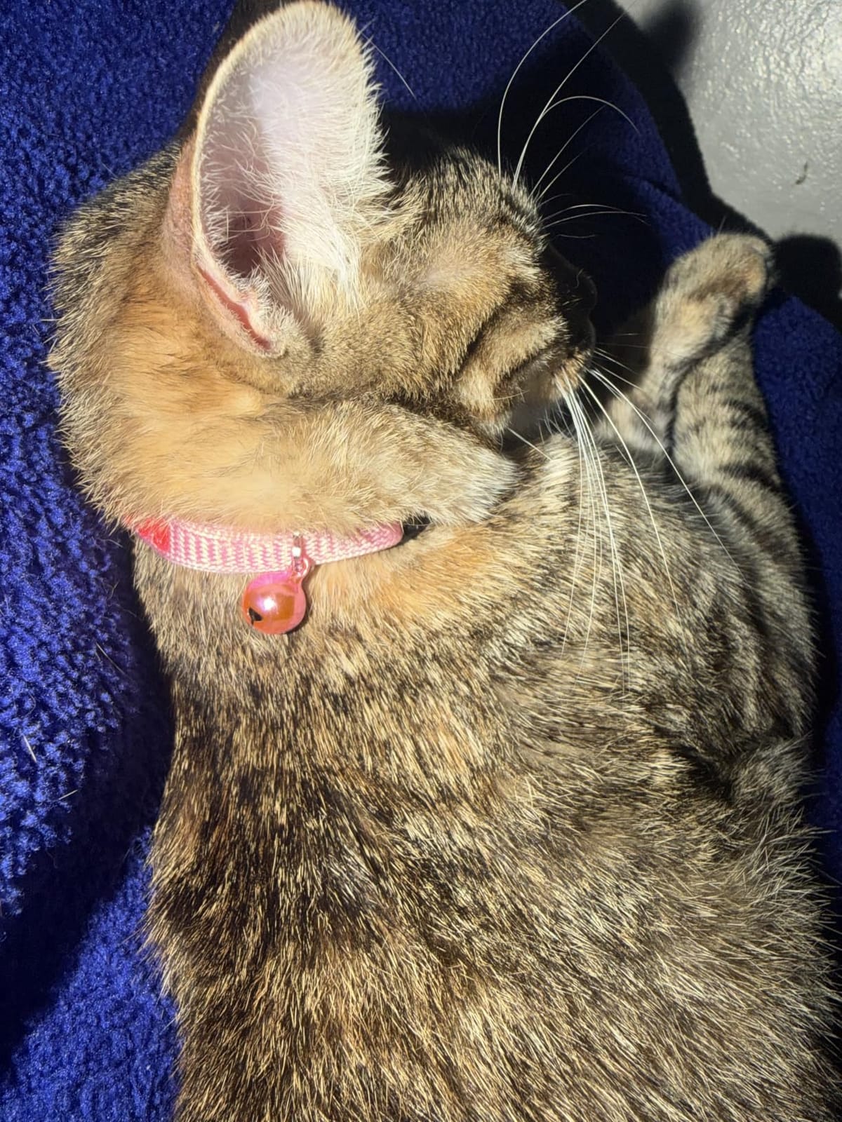 GoTags Personalized Cat Collars with Breakaway Safety Release Buckle Custom customer photo 2