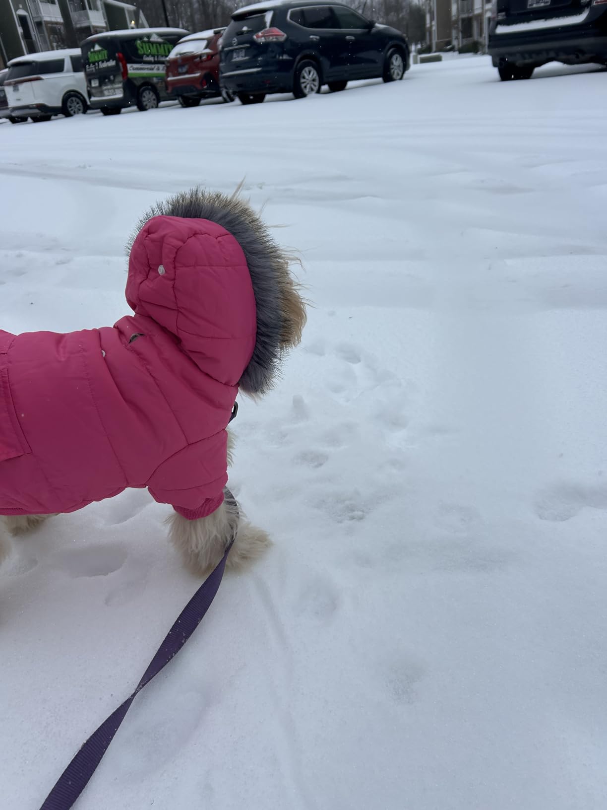 LESYPET Dog Coat for Small Dogs, Windproof Doggie Puffer Jacket with Leash Hole, Extra Warm Dog Jacket Winter Coat, Pink S customer photo 1