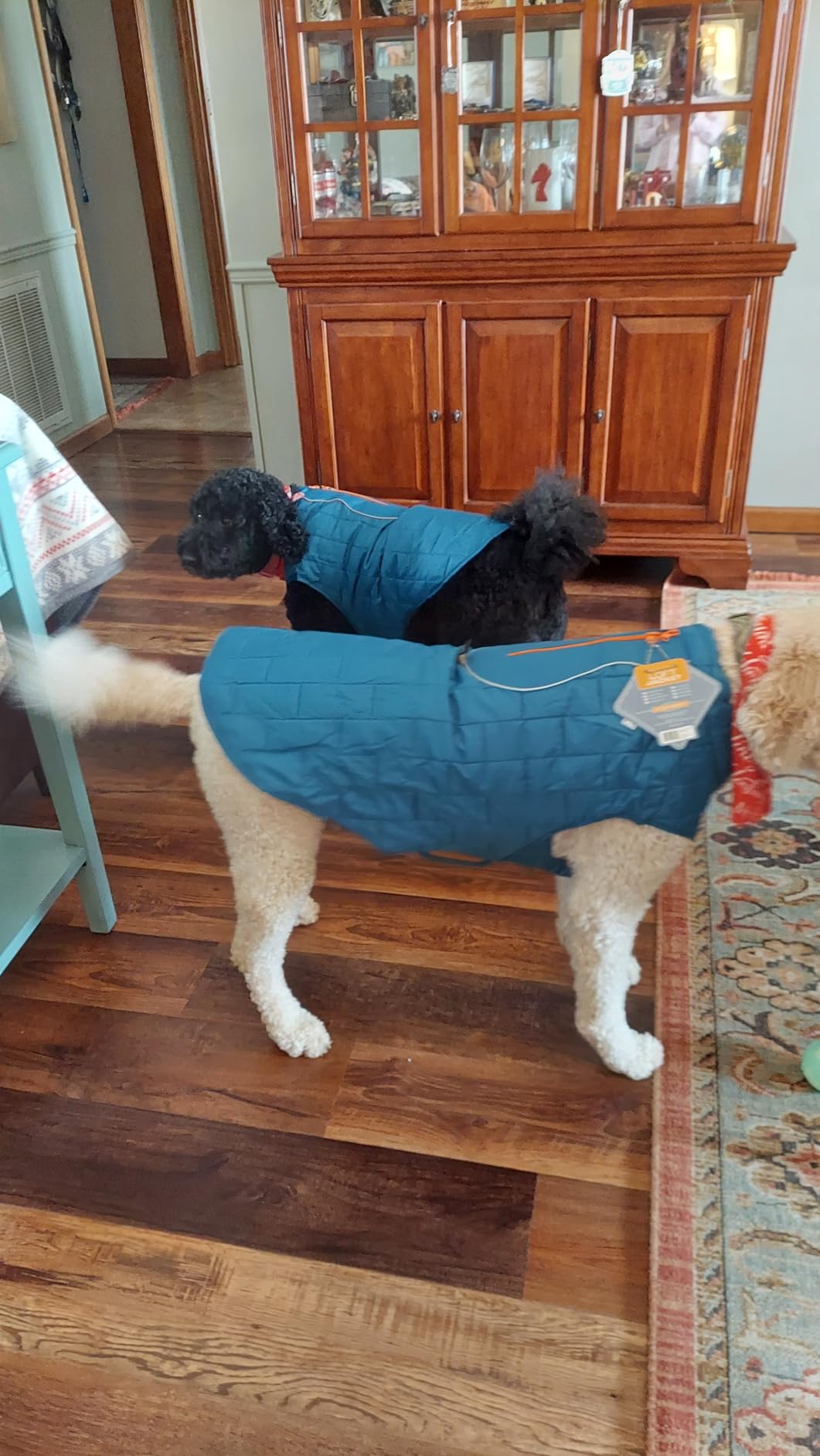 Kurgo Loft Dog Jacket, Coastal Blue/Orange, Small customer photo 1
