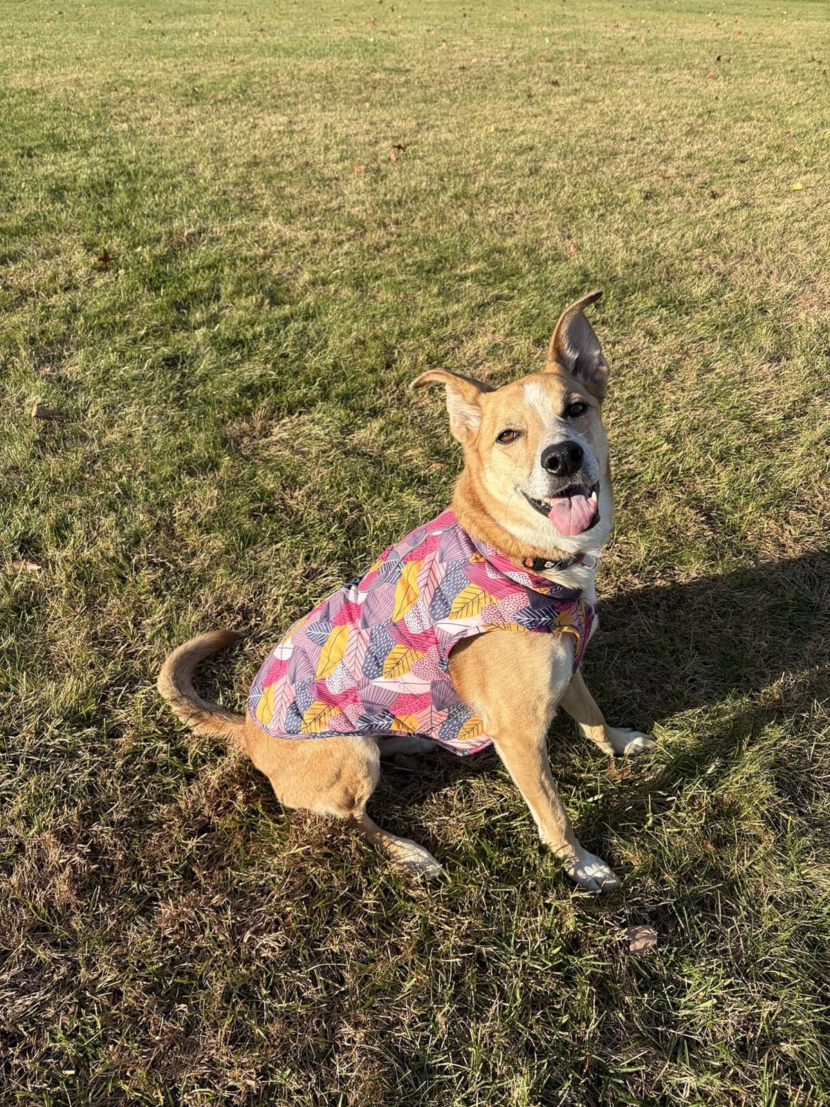 Kurgo Loft Dog Jacket, Coastal Blue/Orange, Small customer photo 2