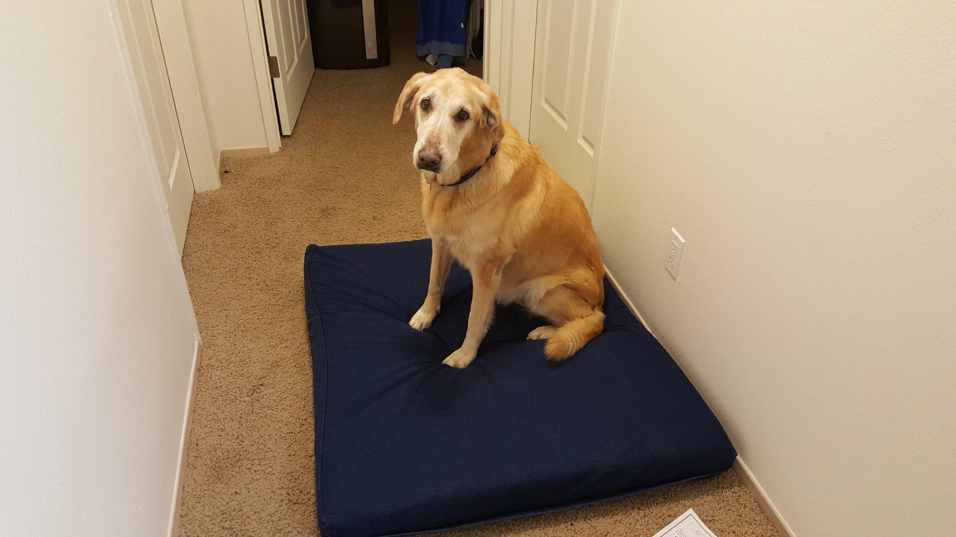 Dogbed4less Large Orthopedic Memory Foam Dog Bed for Medium to Large Dogs with Durable Waterproof Internal Case, Removable Washable Denim Cover + Bonus Pet Bed Cover, 41X27X4 Fit 42X28 Dog Crate, Blue customer photo 2