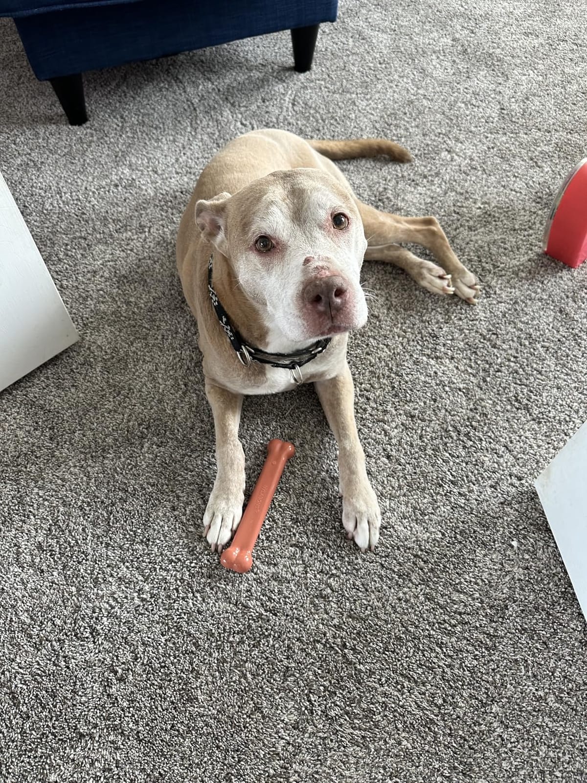 Nylabone Power Chew Original Bone Dog Chew Toys, Small, 3 Count | Peanut butter, chicken, and bacon flavor, durable dog toys for aggressive chewers, helps clean teeth, for dogs up to 25 lbs customer photo 1