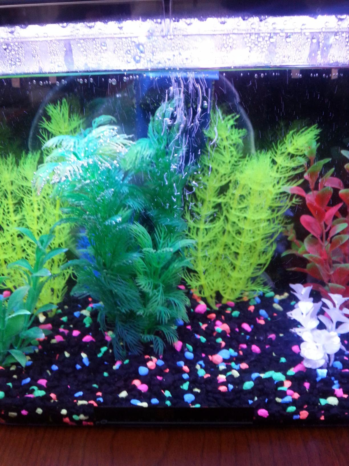 Koller Products 5-Gallon Aquarium Kit with LED Lighting and Power Filter, Ideal for a Variety of Tropical Fish customer photo 1