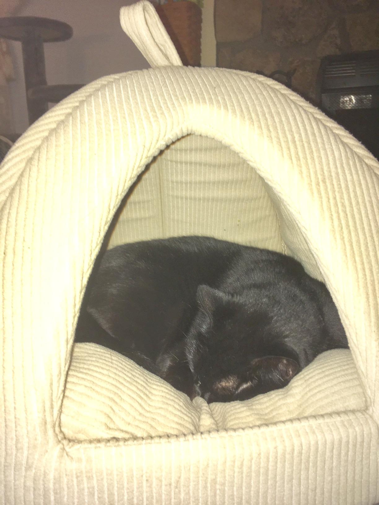 Best Pet Supplies Cat Bed for Indoor Cat, Domed Tent House with Removable Pillow, Covered Cat Cave for Small Dog, Puppies and All Breeds of Cats - Corduroy Beige, 16 x 16 x H:14