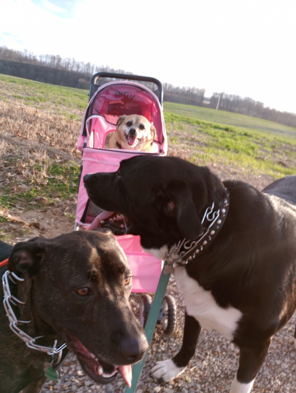 VIVO Black 4 Wheel Pet Stroller for Cat, Dog and More, Foldable Carrier Strolling Cart, STROLR-V001K customer photo 1