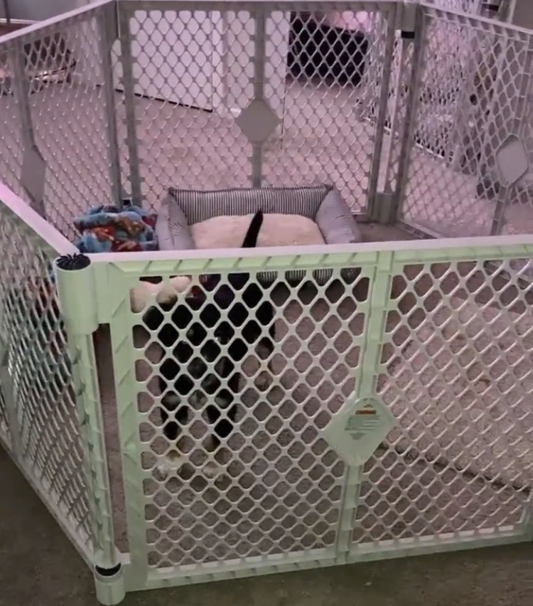 MyPet Petyard Passage: 5.5 Ft. Wide Customizable Folding Dog Playpen with Passage Flap-Door for Indoor/Outdoor. Made in USA. 6-Panel Puppy Playpen. Freestanding Play Pen Dog Gate 26
