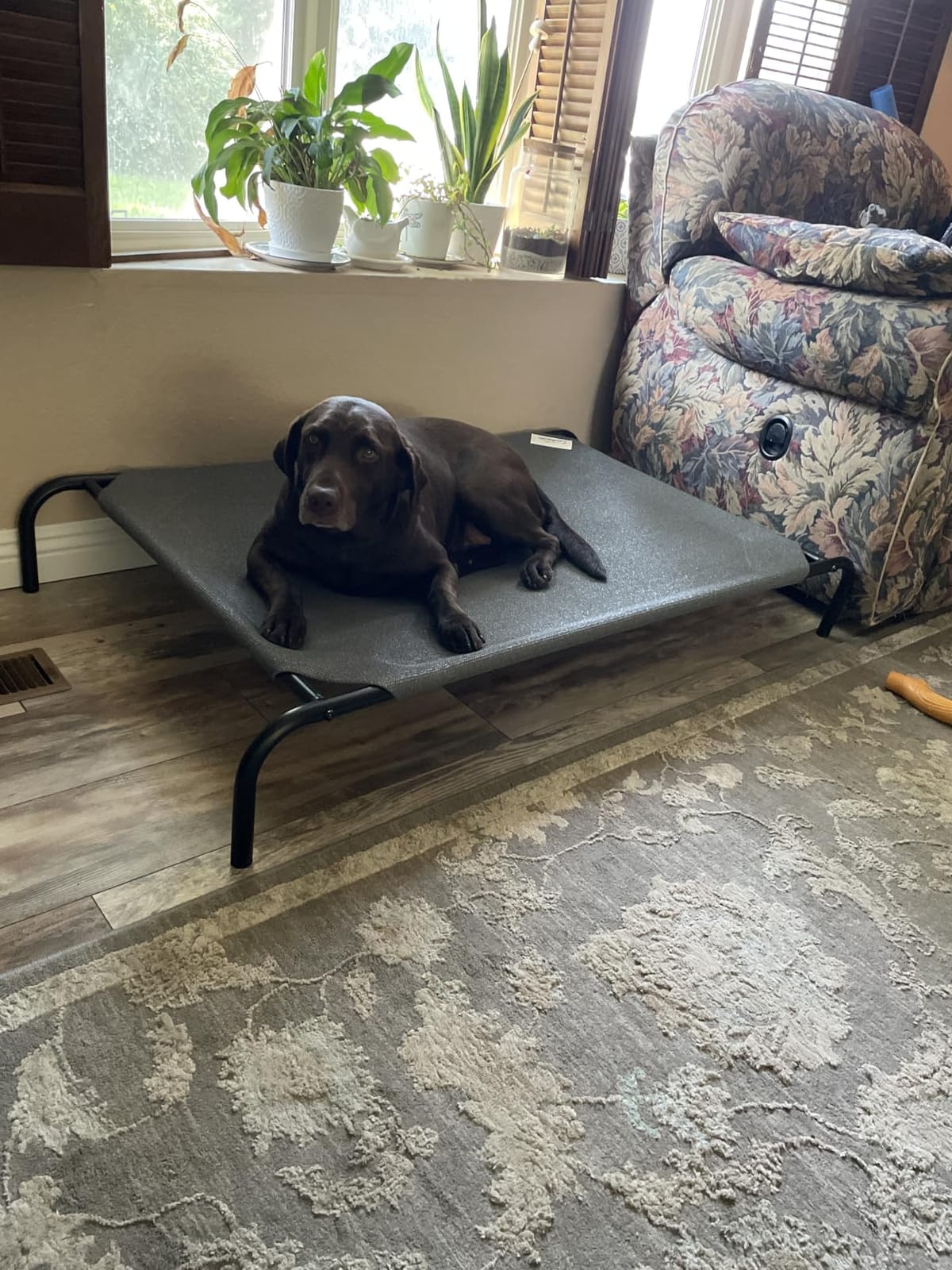 Coolaroo Original Elevated Dog Bed - Breathable Off-The-Ground Pet Bed with Cooling Fabric, Joint Relief & Moisture-Resistant Fabric, 100% Recyclable, Easy Clean, Brunswick Green, Extra Large customer photo 2