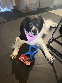 Nerf Dog Tire Infinity Tug Dog Toy, Lightweight, Durable and Water Resistant, 10 Inches, for Medium/Large Breeds, Single Unit, Blue customer photo 1