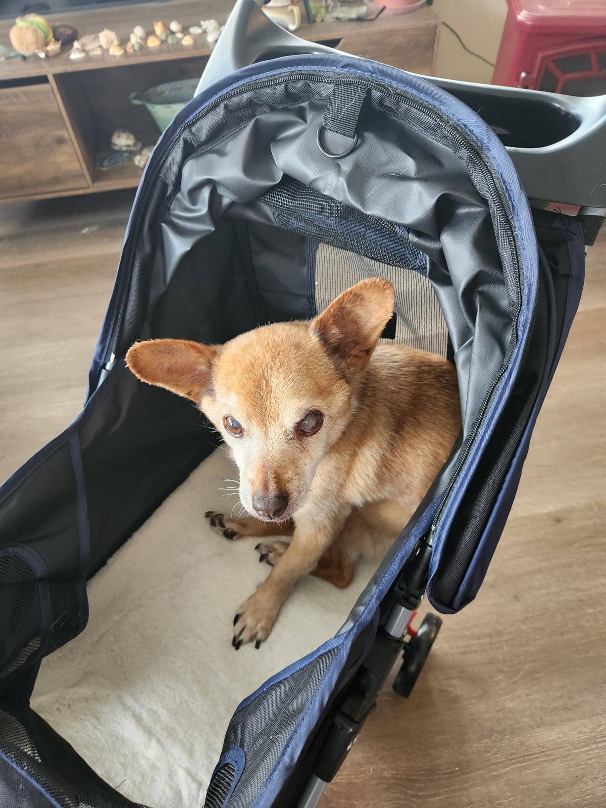 BestPet | 4-Wheel Foldable Pet Stroller | Black | Lightweight & Portable | Travel Carrier with Mesh Windows, Storage Basket, Cup Holder, Safety Brakes, and Waterproof Fabric | For Small Dogs and Cats customer photo 2