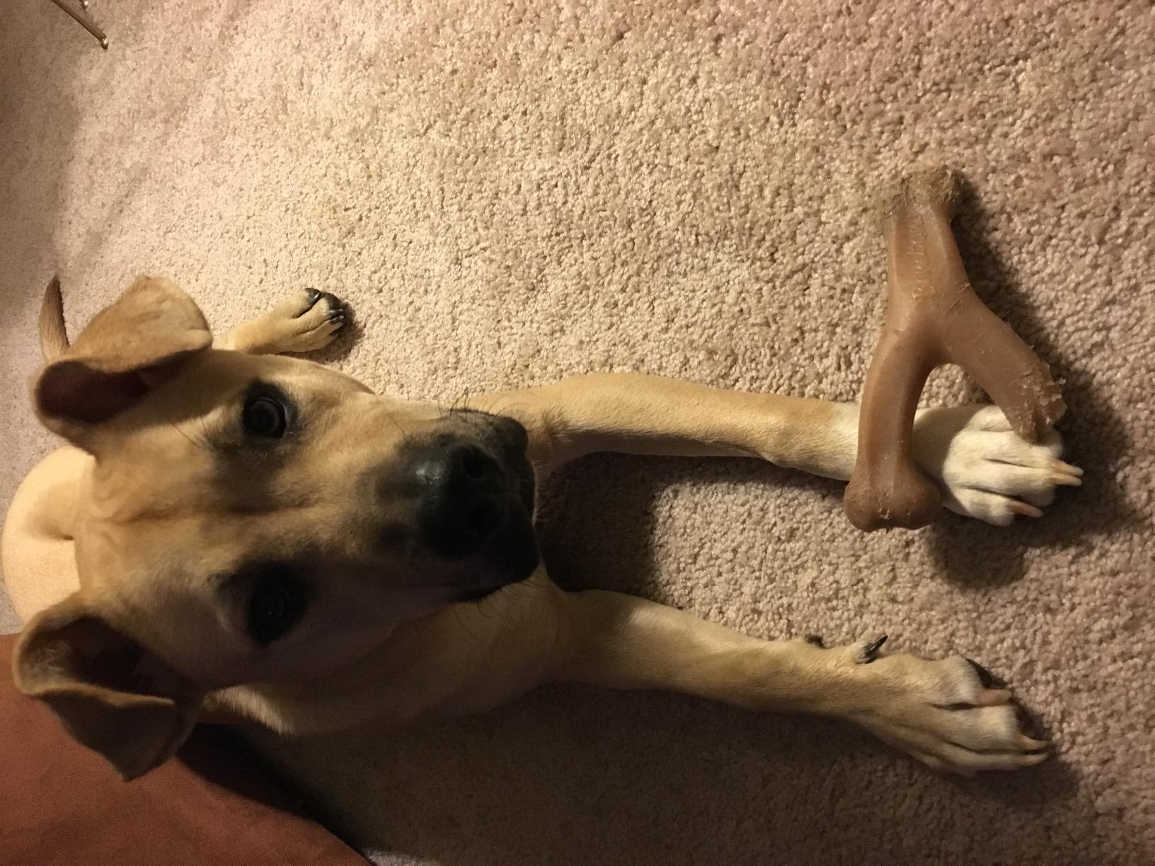 Benebone Wishbone Durable Dog Chew Toy for Aggressive Chewers, Real Peanut, Made in USA, Large | Durable, Super Chewer, Made in USA, Dog Bones, Long-Lasting, A Size for Every Dog, Keeps Them Busy customer photo 2