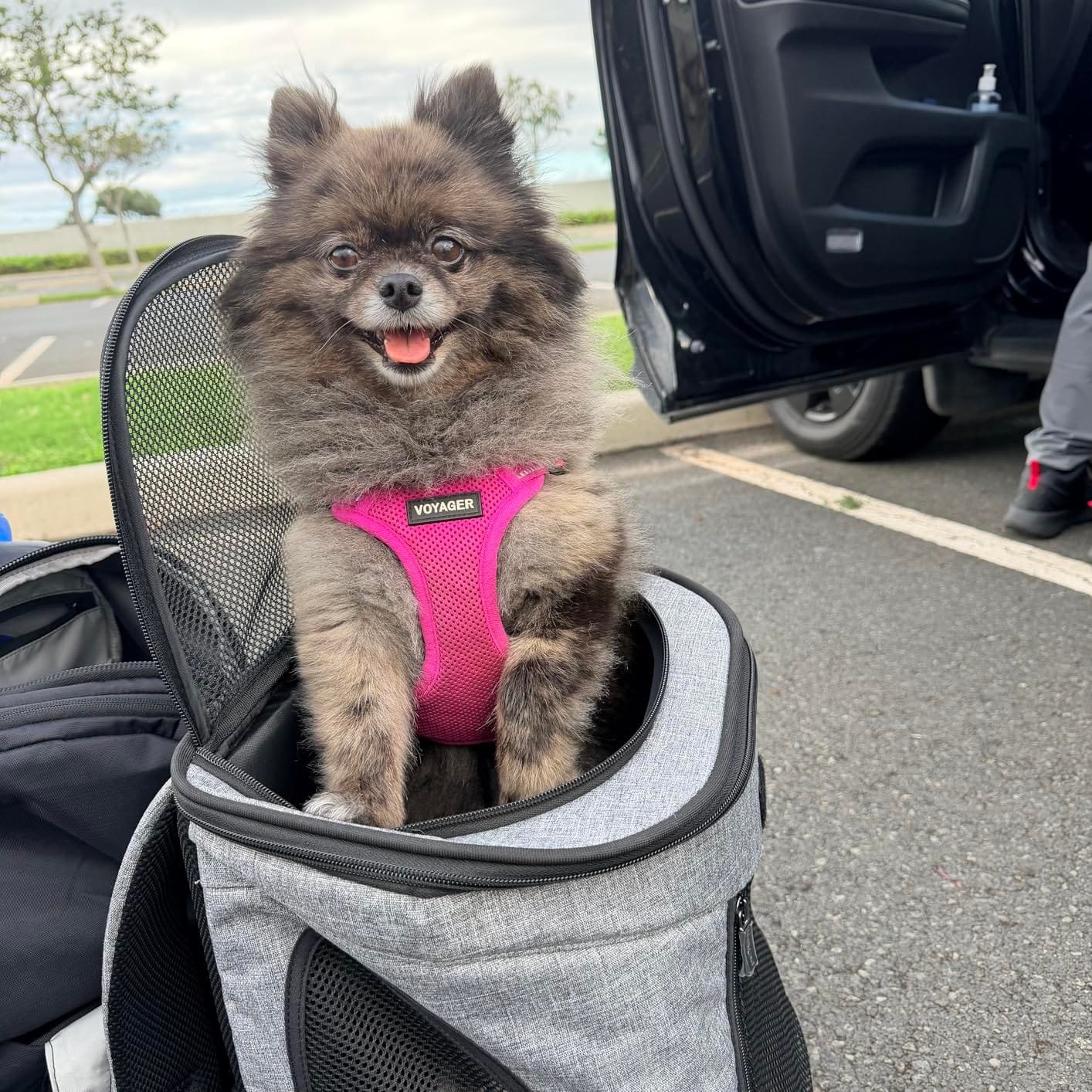 Petsfit Pet Backpack Carrier Easy-Fit Dog Travel Backpack Carrier for Hiking Walking Cycling Suitable for Small Medium Dogs Cats and Rabbits up to 22 Pounds, Green customer photo 1