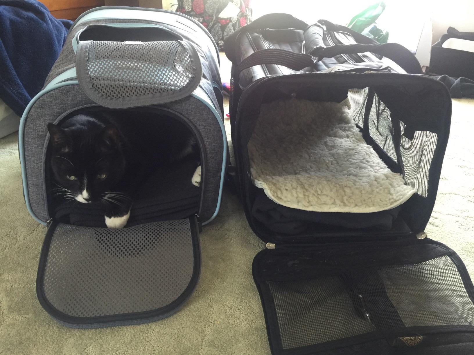 Petsfit Pet Backpack Carrier Easy-Fit Dog Travel Backpack Carrier for Hiking Walking Cycling Suitable for Small Medium Dogs Cats and Rabbits up to 22 Pounds, Green customer photo 2