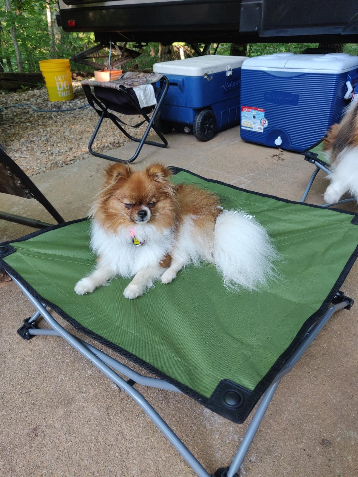 Carlson Pet Products 8025 Elevated Folding Pet Bed 47