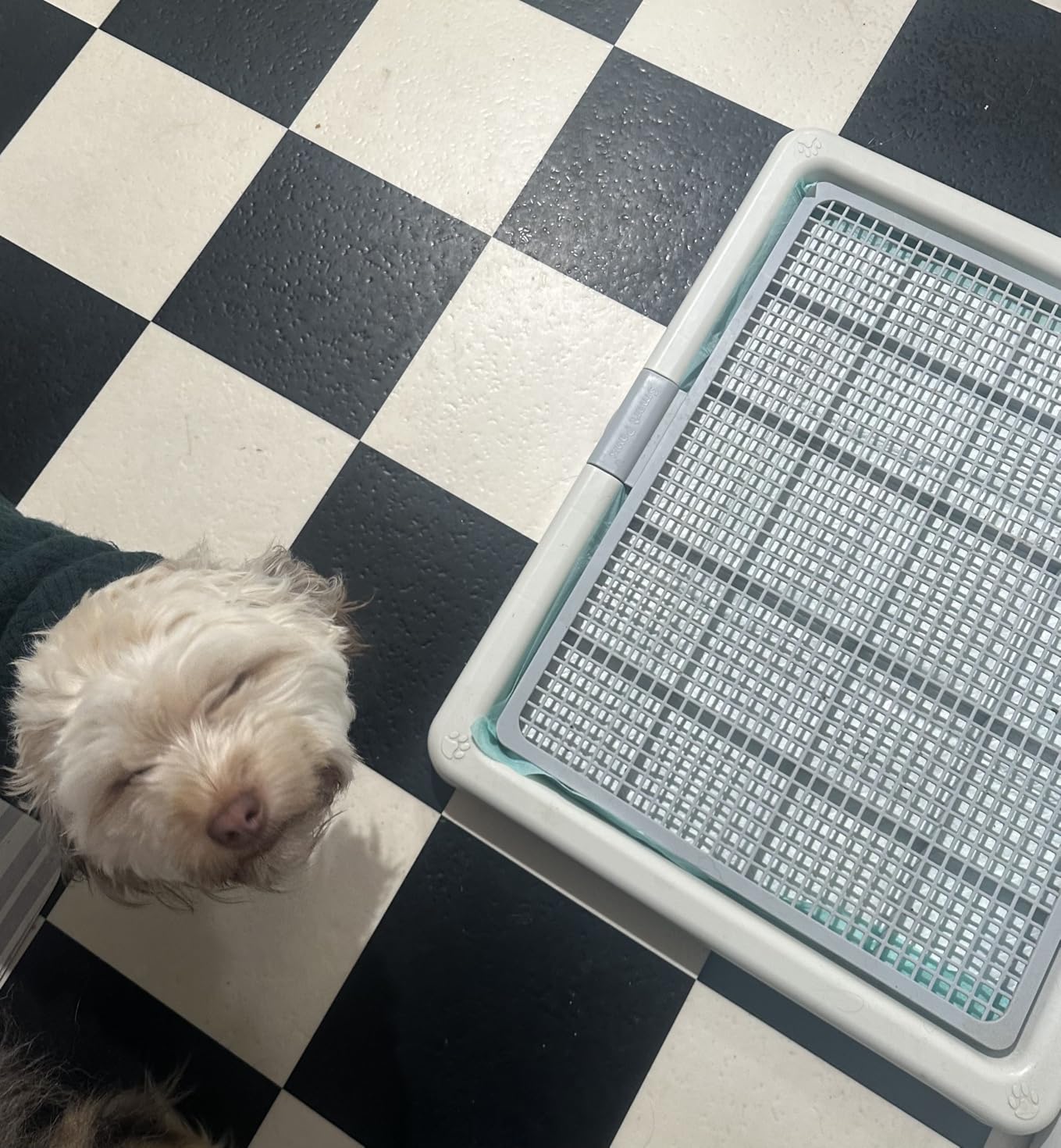 Pawise Dog Pee Pad Holder for Puppy, Puppy Pad Holder Tray, Pet Training Pee Pad, Indoor Potty Tray for Senior Dogs, Dog Toilet for Newborn Puppies, 23.5