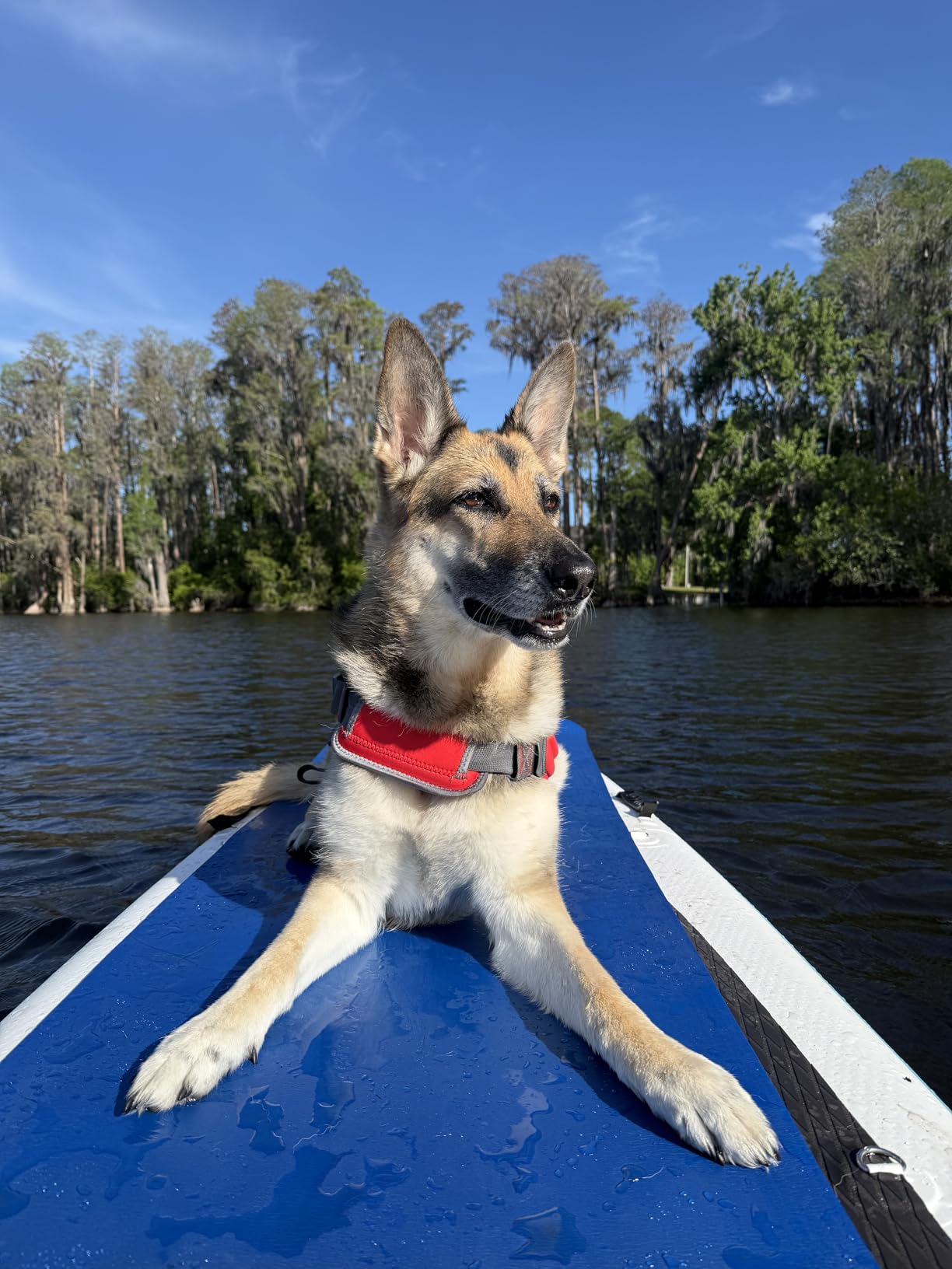 Outward Hound Dawson Swim Dog Life Jacket, Life Vest, Red, Large customer photo 2
