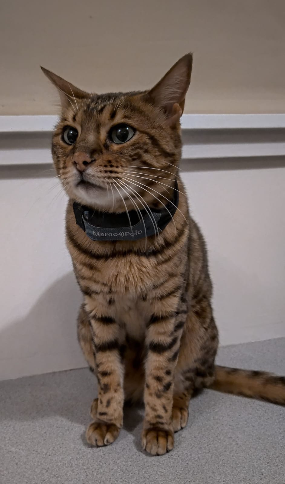 Marco Polo Advanced Pet Tracker for Cats & Dogs - GPS Alternative, No Monthly Fee or Subscription, Waterproof Long Range RF Finder, Anti-Lost Safety Collar Tag (1-Pet System) customer photo 1