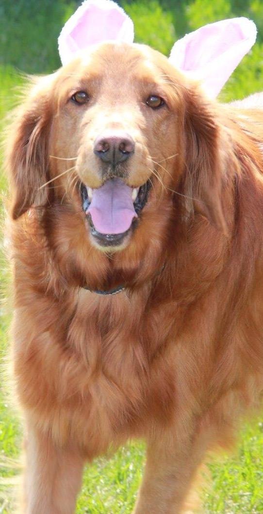 EcoKind Yak Cheese Himalayan Dog Chews, Yak Chews for Large Dogs, 4-5 Bones customer photo 1
