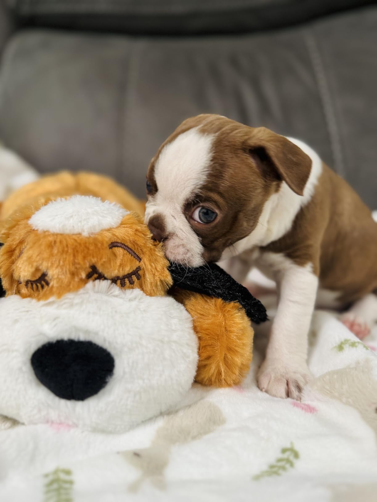 Snuggle Puppy Heartbeat Toy, Calming Comfort, Medium Breeds - Biscuit | Calming heartbeat toy, crate training comfort, heat pack, new puppy essentials, first nights, sleep, medium breeds 25-70 lbs customer photo 2