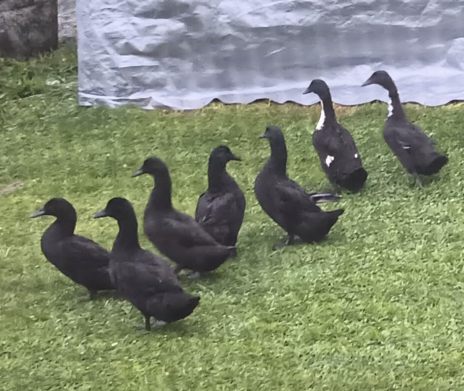 YLBFJXK Dog Kennel Shade Cover 90% Sunblock Shade Tarp Panel with,6ft x 10ft customer photo 1
