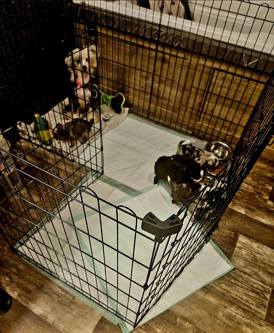 Amazon Basics Foldable Metal Indoor/Outdoor Dog Playpen, Octagonal Exercise Pen, Single Door, 8 Panels, 48 Inch Tall, X-Large, 60 x 60 x 48 Inches, Easy to Assemble, Black customer photo 2