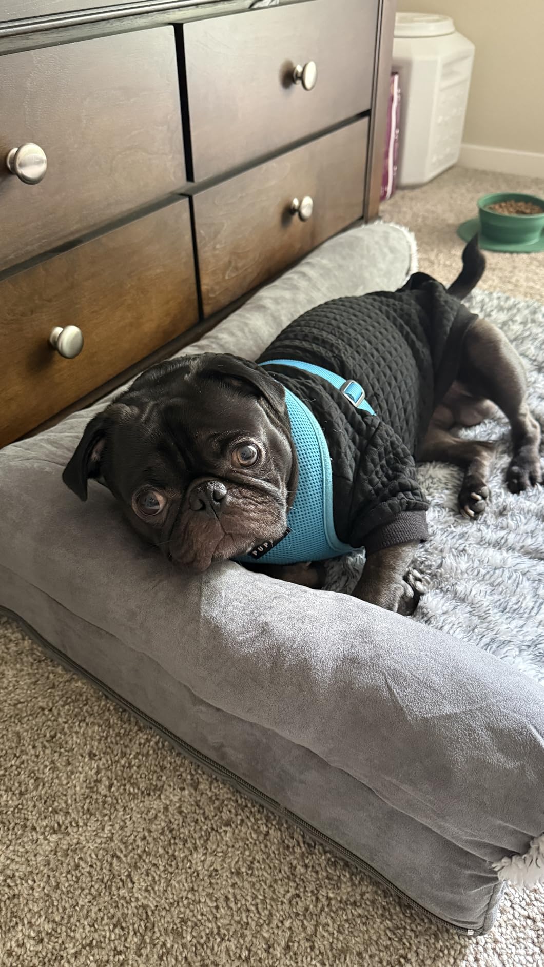 Furhaven Orthopedic Dog Bed for Large Dogs w/ Removable Bolsters & Washable Cover, For Dogs Up to 95 lbs - Plush & Velvet L Shaped Chaise - Deep Sapphire, Jumbo/XL customer photo 2