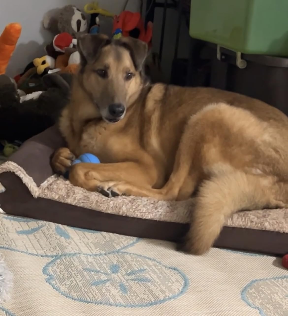 FurHaven Orthopedic Dog Bed for Large Dogs, L-Shaped Chaise Mattress, Egg Crate with a Solid Orthopedic Foam Base for Joint Support, Removable Washable Cover, Jumbo XL, Plush & Velvet, Sable Brown customer photo 1