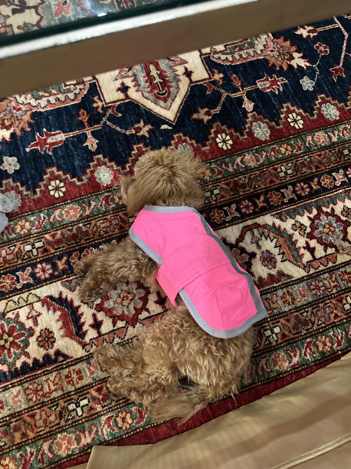 Queenmore Cold Weather Dog Coats Loft Reversible Winter Fleece Dog Vest Waterproof Pet Jacket Available in Extra Small, Small, Medium, Large Extra Large Sizes customer photo 2