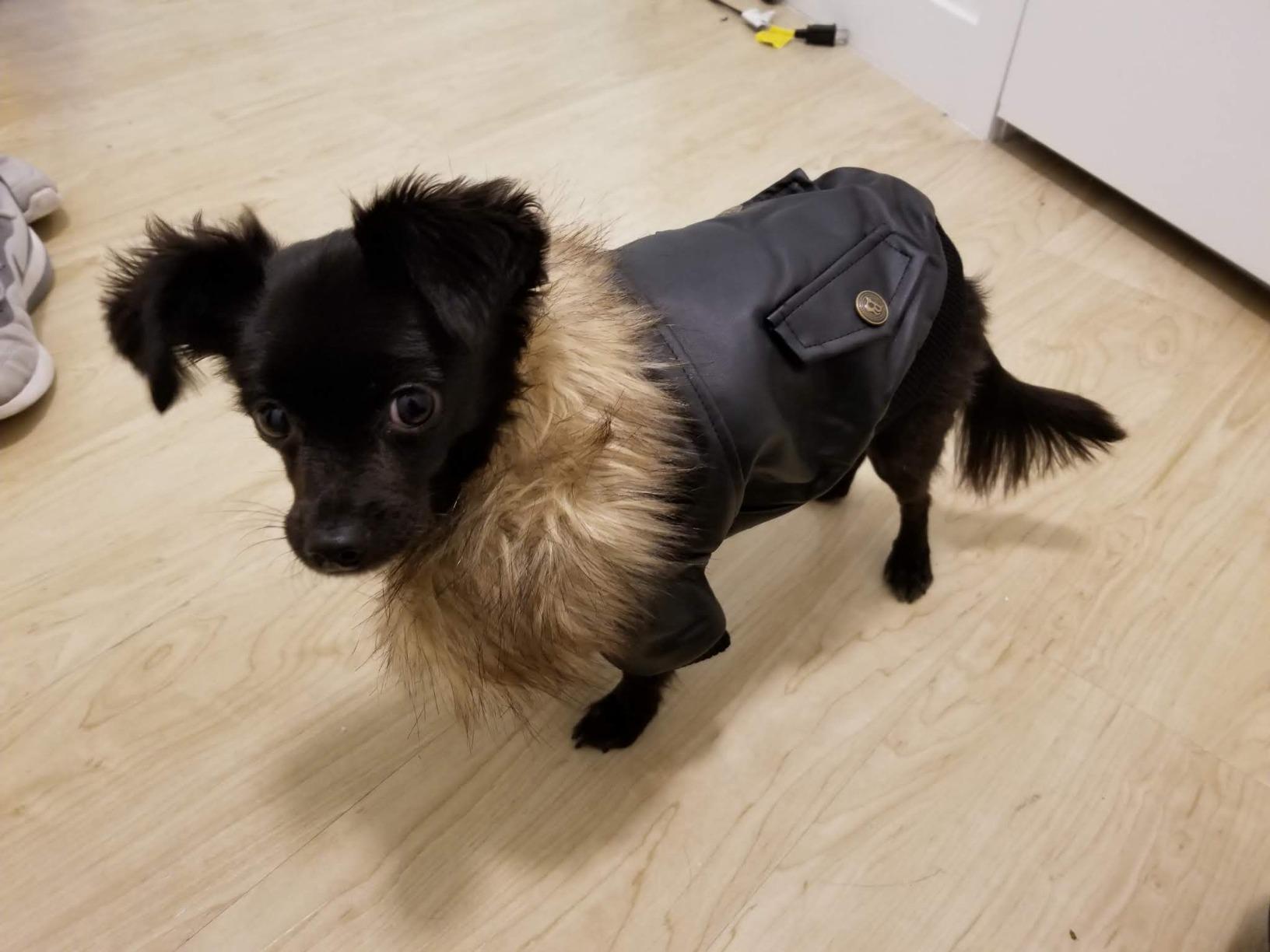 LESYPET Dog Leather Jacket for Small Dogs, Waterproof Dog Winter Jacket Puppy Coat with Fleece Lined, Ultra Warm Fur Collar Doggie Coat, Black M customer photo 1