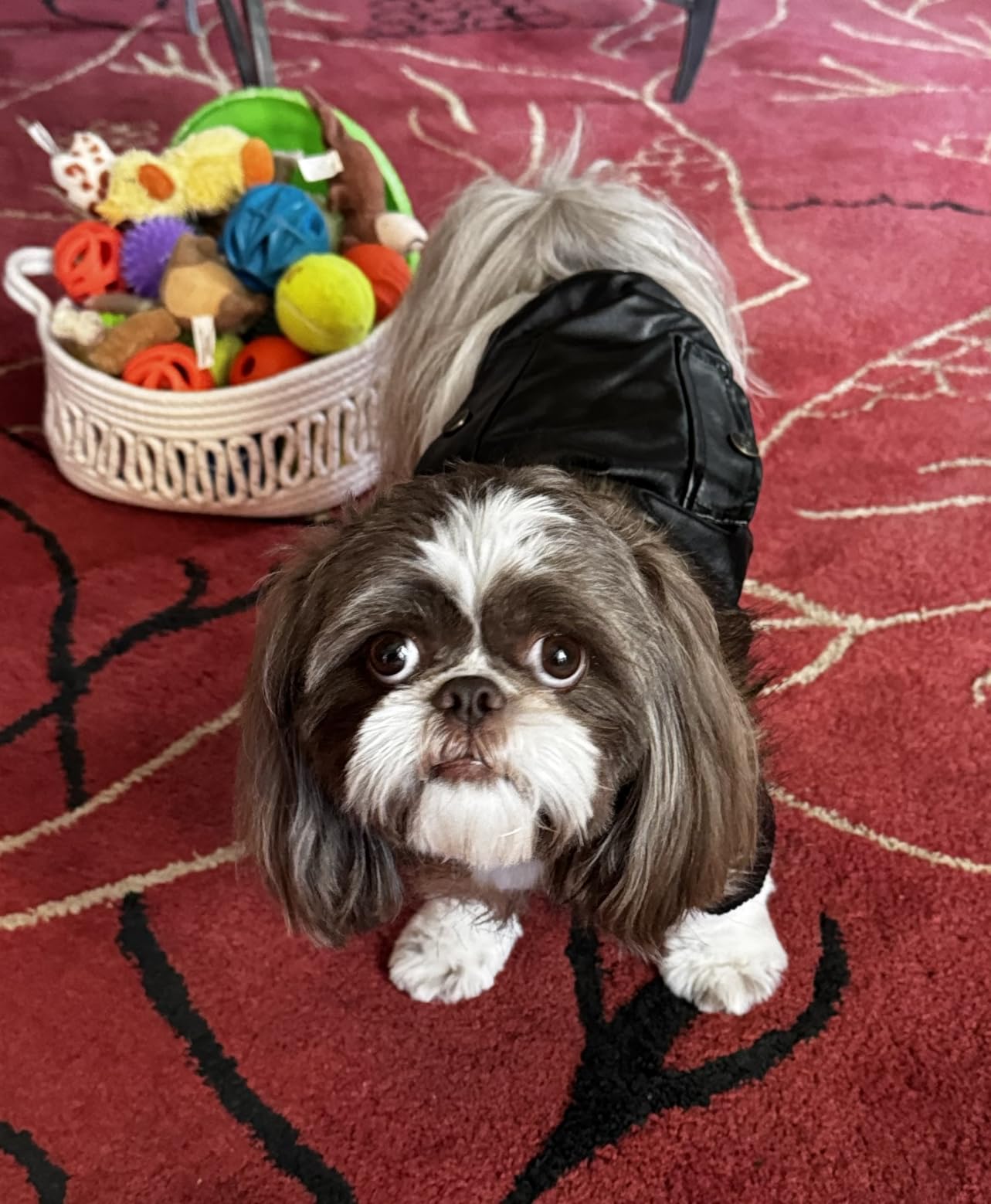 LESYPET Dog Leather Jacket for Small Dogs, Waterproof Dog Winter Jacket Puppy Coat with Fleece Lined, Ultra Warm Fur Collar Doggie Coat, Black M customer photo 2