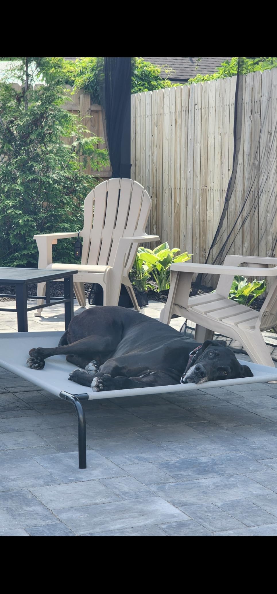 Amazon Basics Cooling Breathable Elevated Dog Bed with Metal Frame for Small Dogs, 36