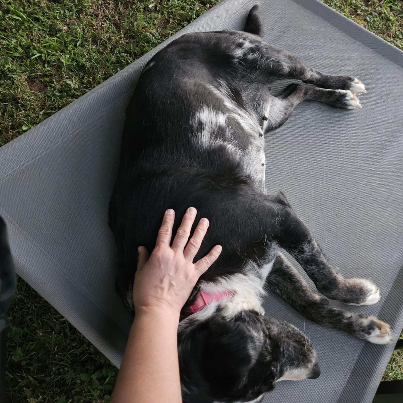 Amazon Basics Cooling Breathable Elevated Dog Bed with Metal Frame for Small Dogs, 36