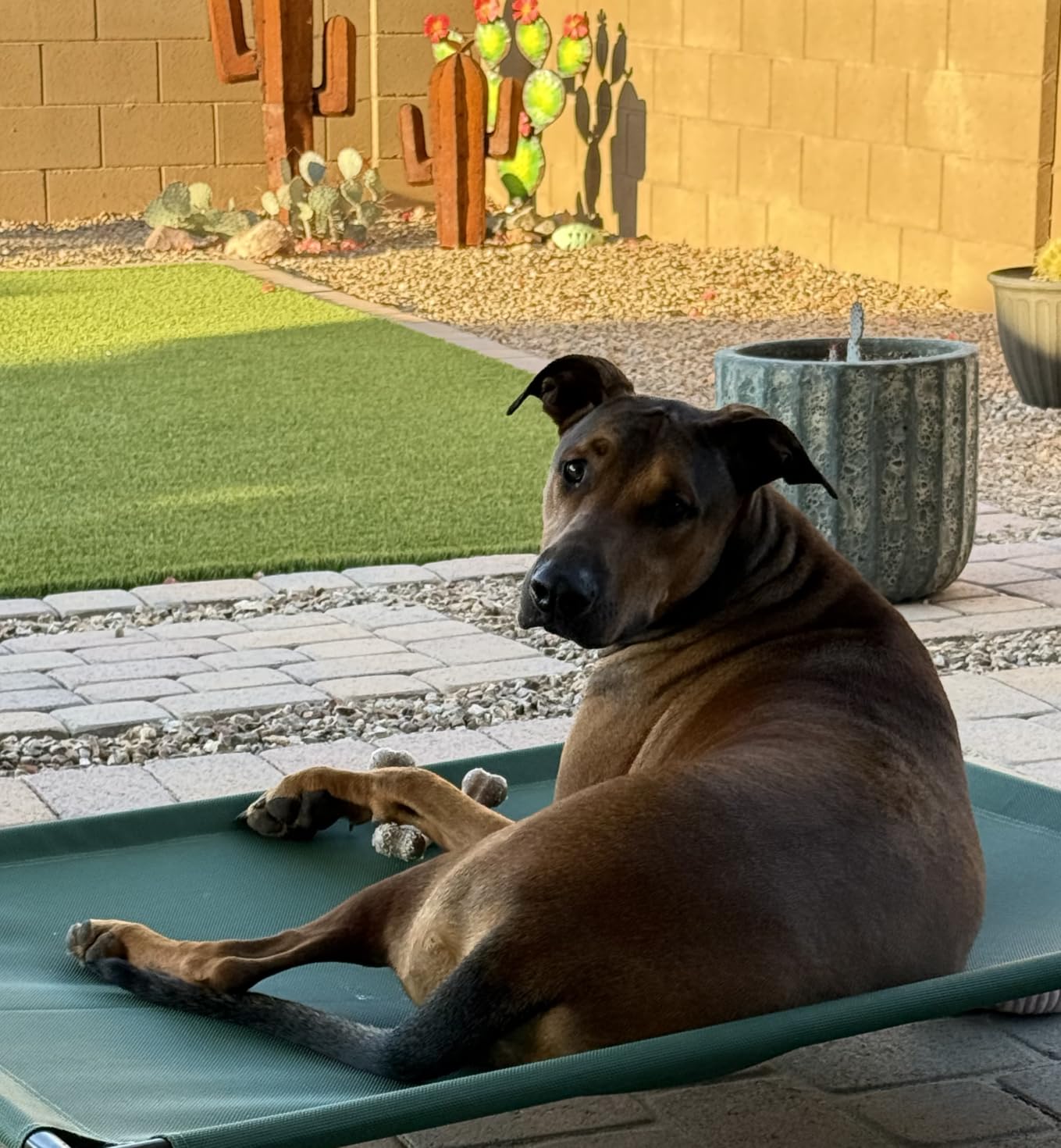 Amazon Basics Cooling Breathable Elevated Dog Bed with Durable Metal Frame, Medium, 43 x 26 x 7.5 Inch, Grey, Easy to Assemble customer photo 1