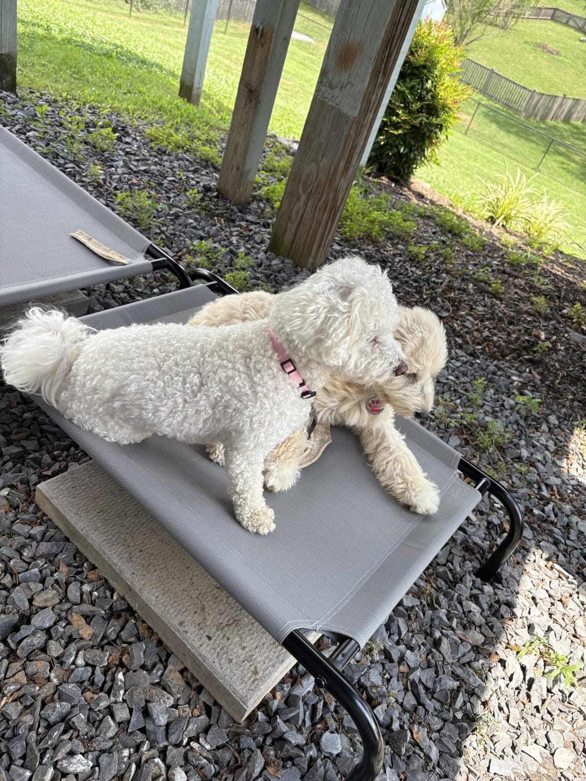 Amazon Basics Cooling Breathable Elevated Dog Bed with Metal Frame for Medium Dogs, 43