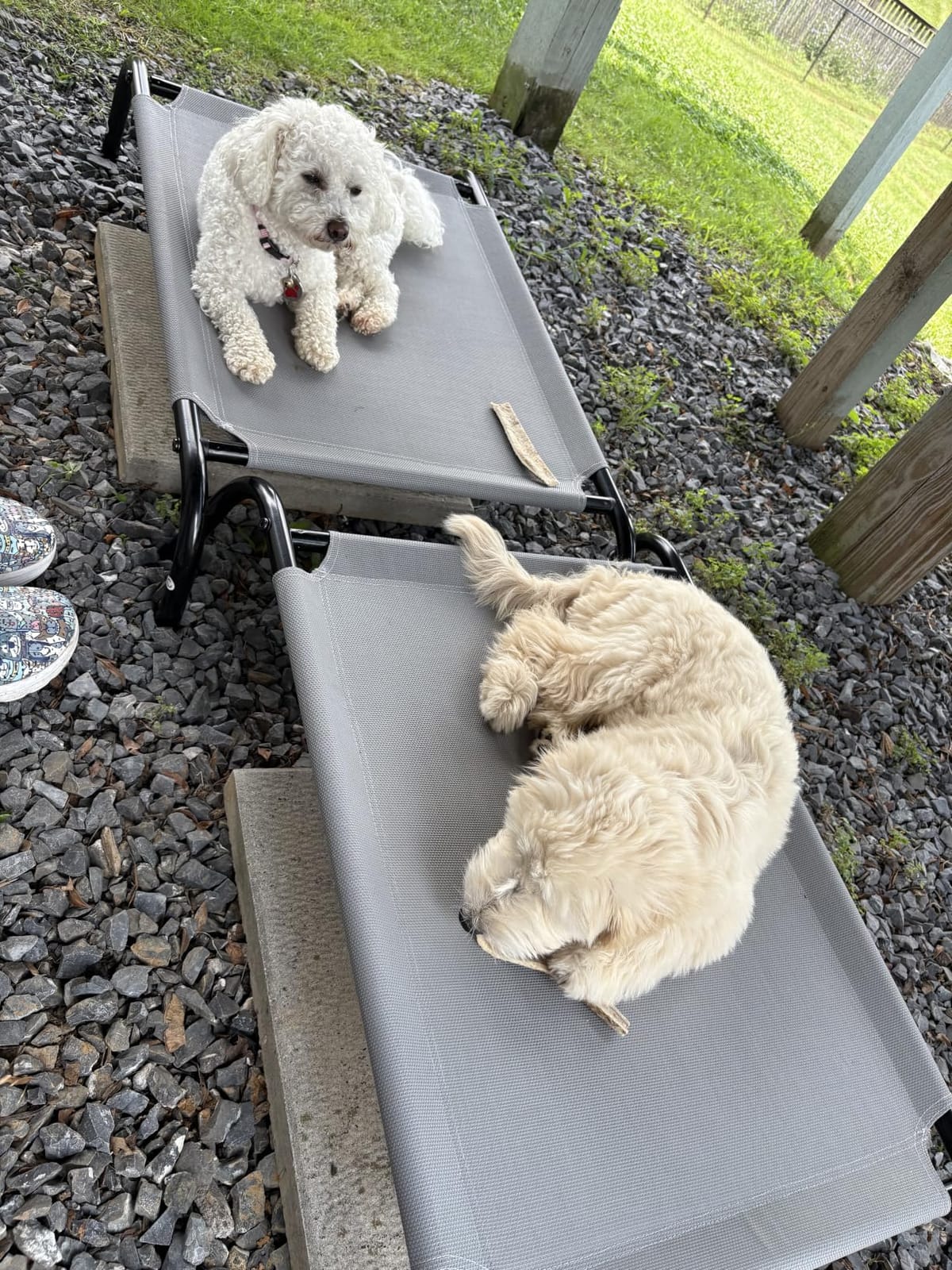 Amazon Basics Cooling Breathable Elevated Dog Bed with Metal Frame for Medium Dogs, 43
