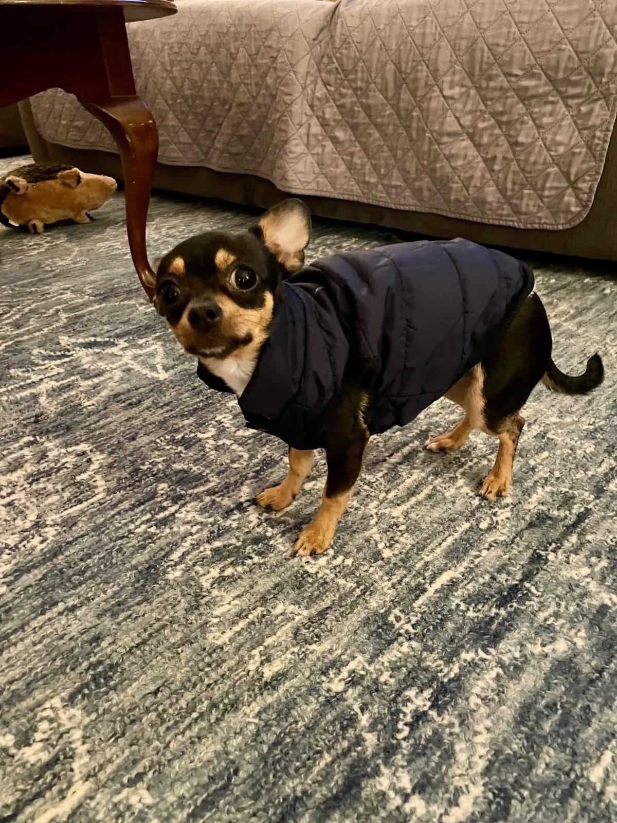 JoyDaog Fleece Lined Dog Jacket for Small Dogs,Winter Dog Coat,Blue S | Warm Windproof Puppy Vest for Cold Weather,Soft Cozy Doggie Clothes for Smaller Dog Breeds,Outdoor Daily Walk,Snow Play customer photo 1