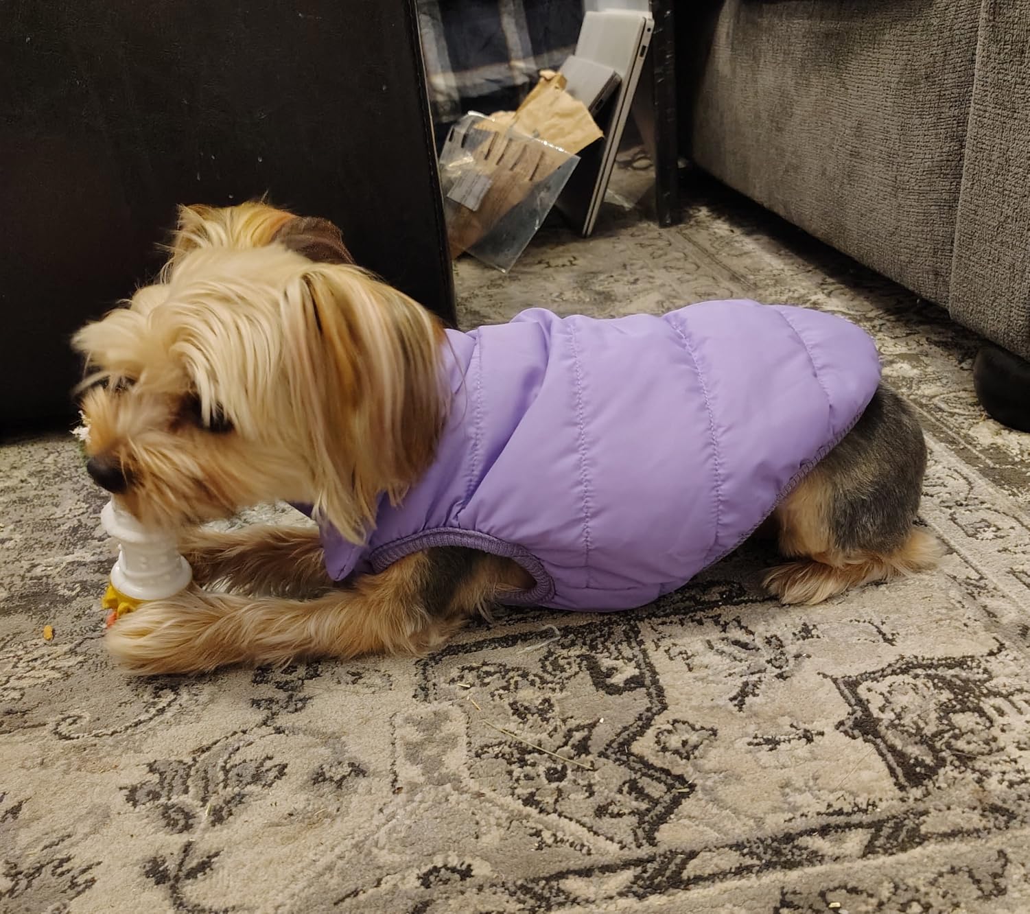 JoyDaog Fleece Lined Dog Jacket for Small Dogs,Winter Dog Coat,Blue S | Warm Windproof Puppy Vest for Cold Weather,Soft Cozy Doggie Clothes for Smaller Dog Breeds,Outdoor Daily Walk,Snow Play customer photo 2