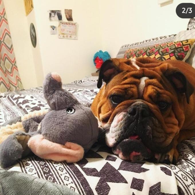 Diamond Naturals Skin & Coat Puppy, Adult & Senior Dry Dog Food Salmon 15lb customer photo 2