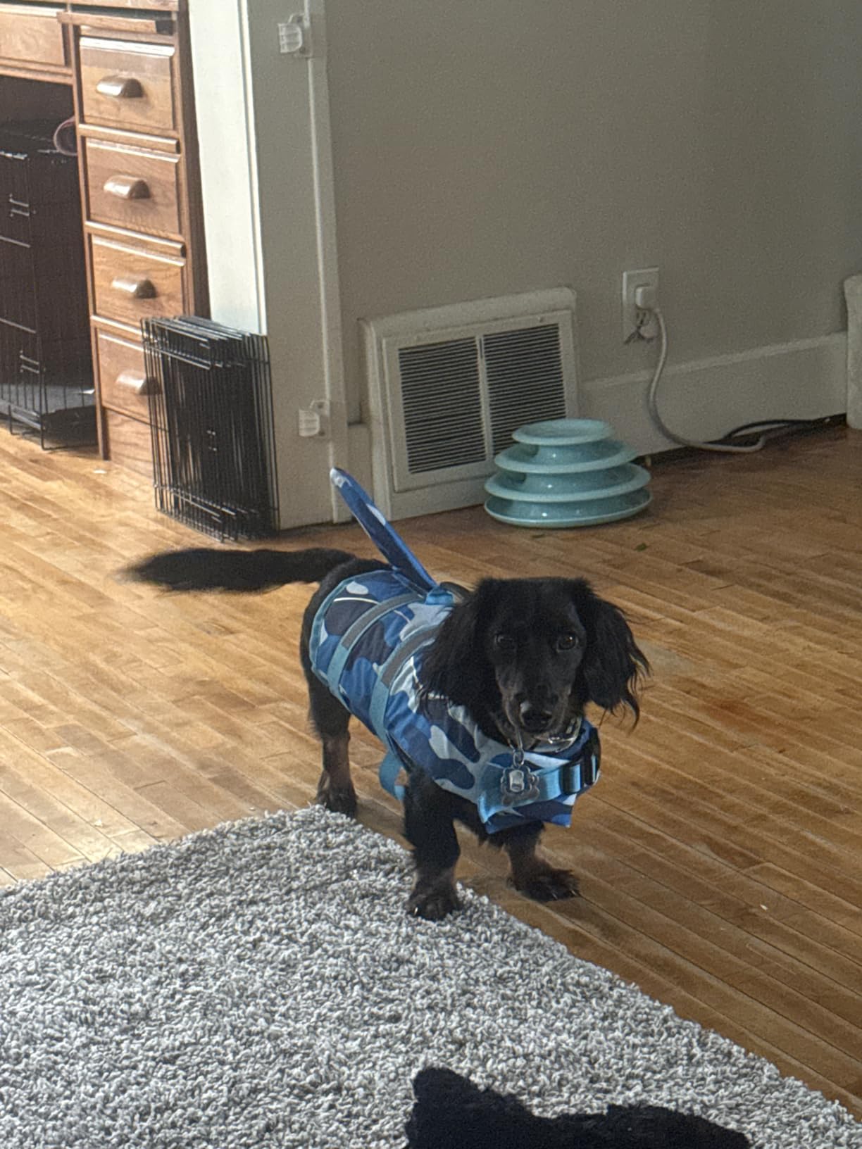 Bess Bridal Dog Life Jacket - Shark Safety Vest for Swimming & Boating customer photo 2