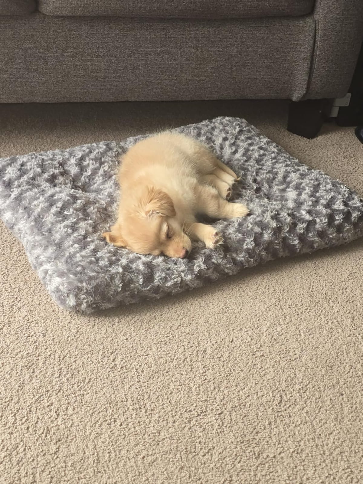 Amazon Basics Washable Cat and Dog Bed and Crate Pad, Indoor, Easy to Clean, 23