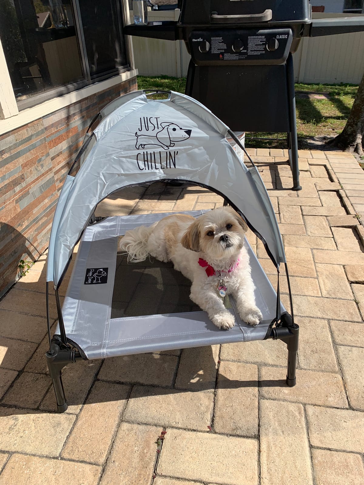 Floppy Dawg Just Chillin' Elevated Dog Bed. Cool Cot with Removable Canopy Shade. Indoor or Outdoor Pet Use. Lightweight and Portable. Chill in Style on Raised Breathable Mesh Fabric. customer photo 1