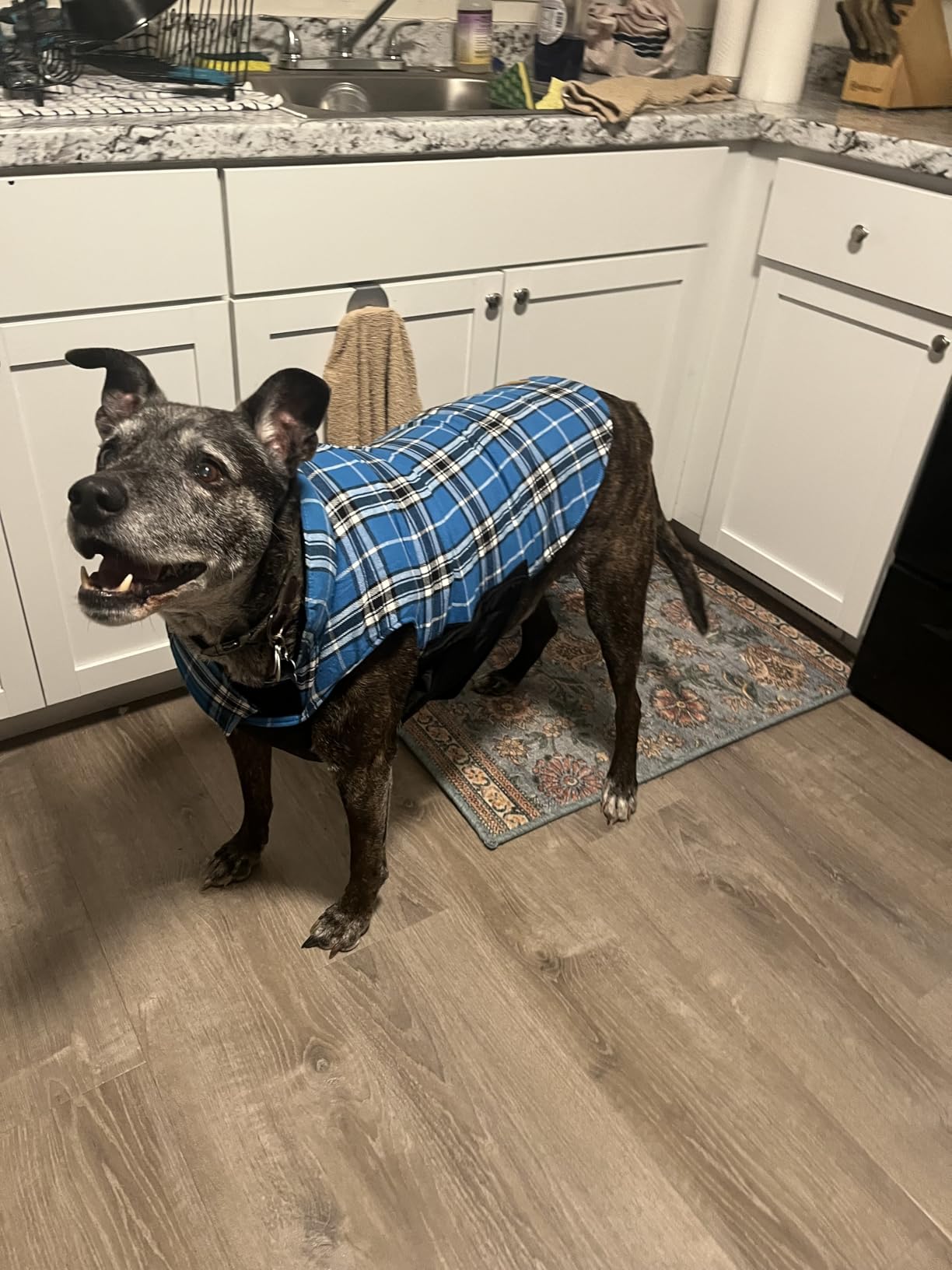Kuoser Waterproof Dog Coat, Warm Reversible Dog Jacket with Leash Hole | Soft Cozy Dog Cold Weather Coats for Rainy Snow Days, Lightweight Jacket for Small Dogs, Xmas Dogs Snowsuit Blue S customer photo 2