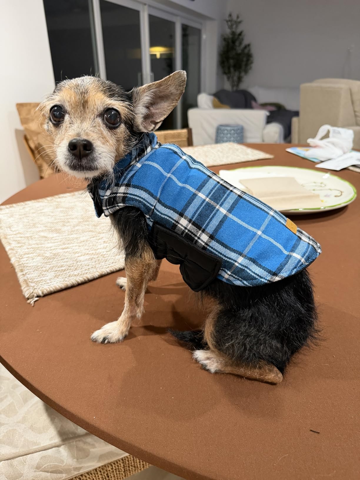 Kuoser Waterproof Dog Coat, Warm Reversible Dog Jacket with Leash Hole customer photo 2