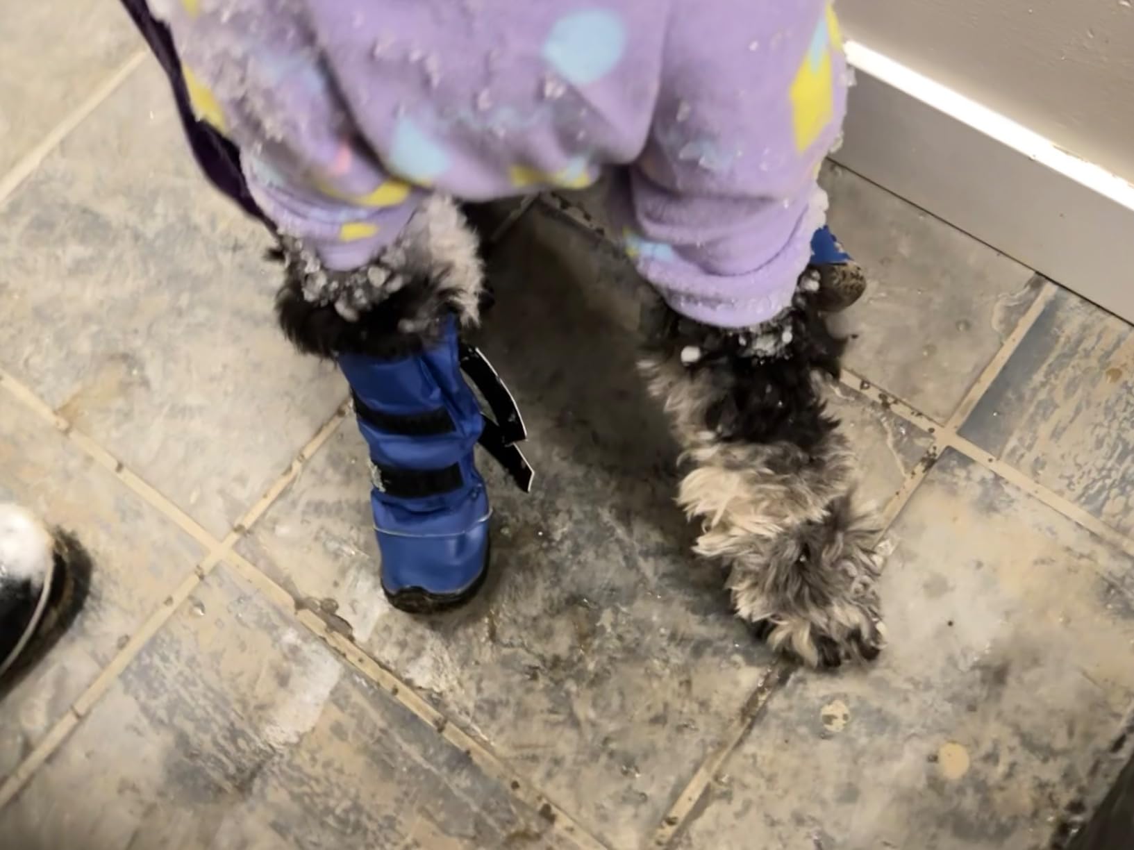 Hipaw Waterproof Dog Boots for Winter Snow Rain,Non-Slip Dog Shoes for Medium to Large Dogs,Extended Cuff Paw Protectors for Outdoor Walking Hiking customer photo 2