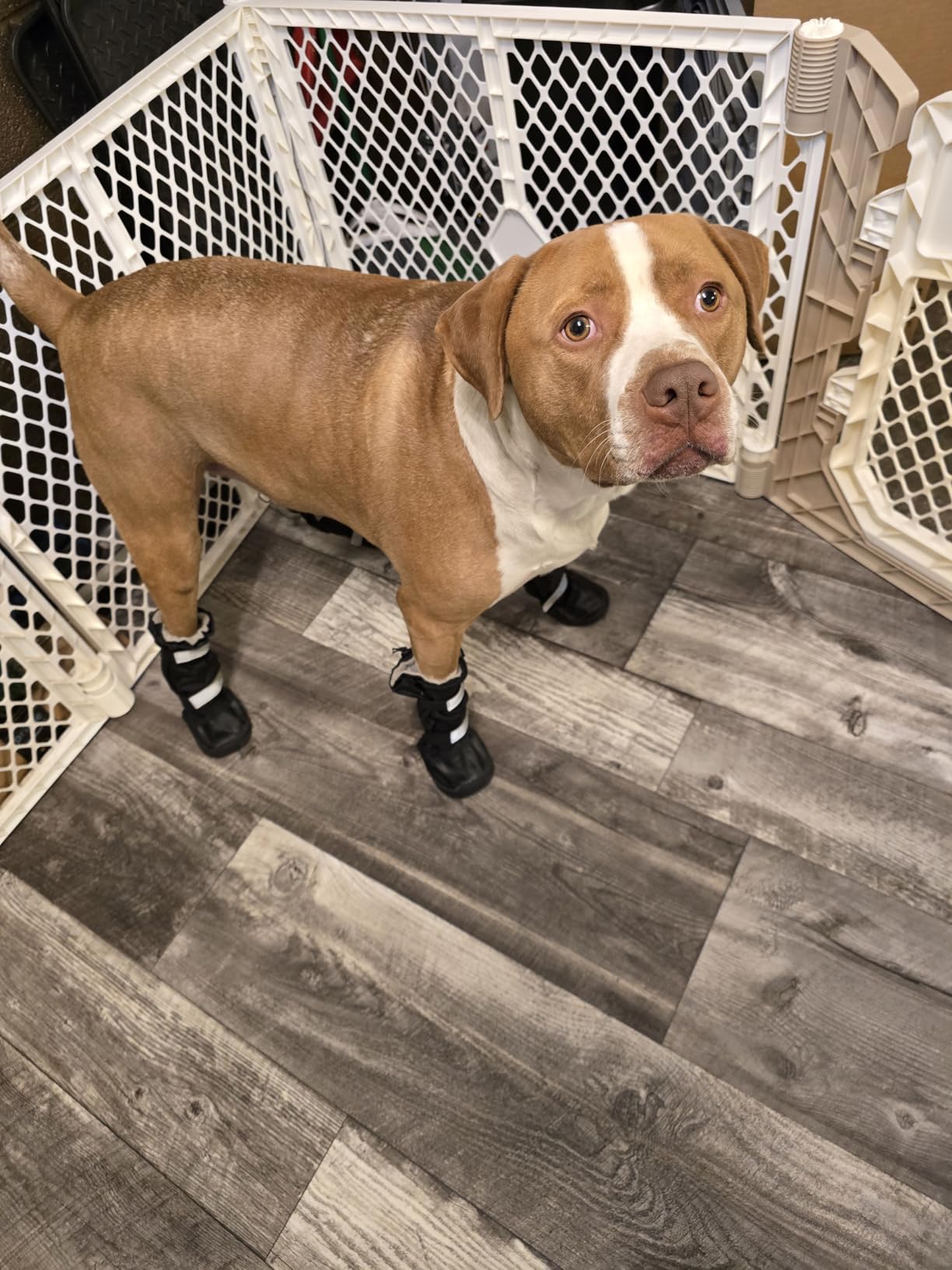 Hipaw Waterproof Dog Boots for Winter Snow Rain,Non-Slip Dog Shoes for Medium to Large Dogs,Extended Cuff Paw Protectors for Outdoor Walking Hiking (Black, M (Insole Wide 2.4